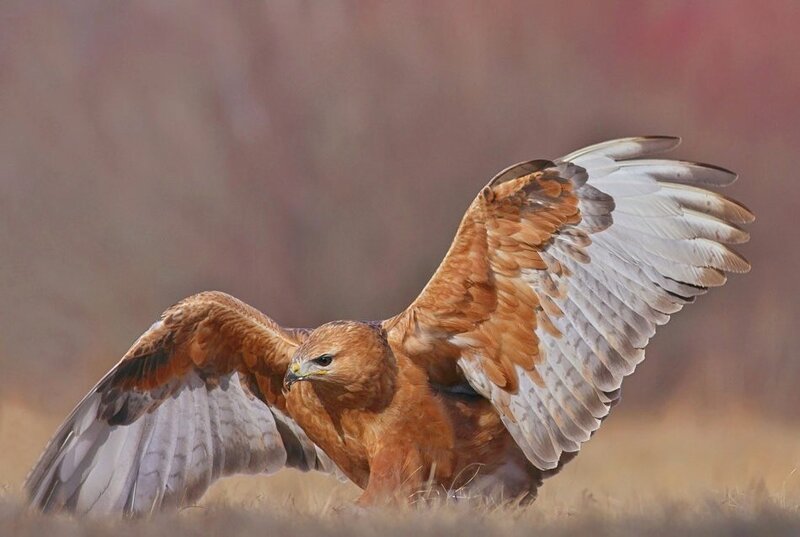Red-tailed Hawk Spreading Wings