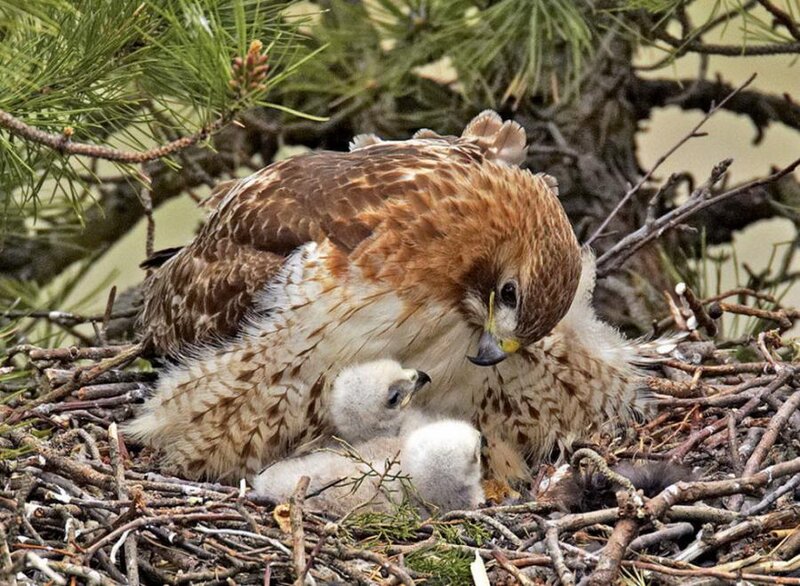 Red-tailed Hawk with Chicks