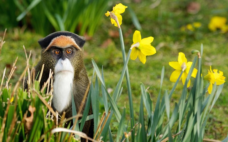 Red-tailed Monkey — Yellow
