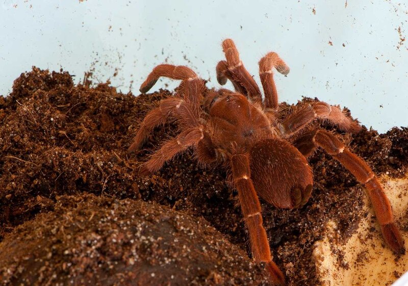 red tarantula on soil