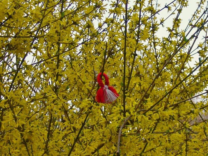 Red Tassel on Bush