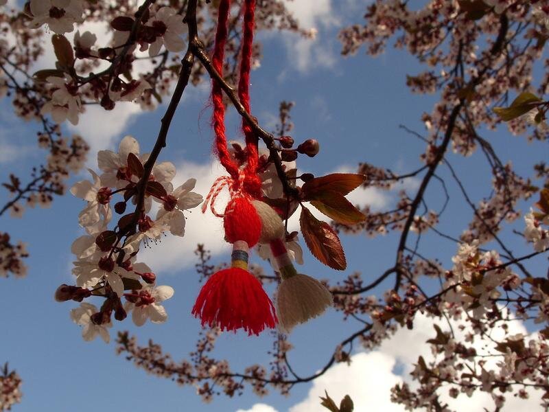 Red Tassels on Cherry Branch