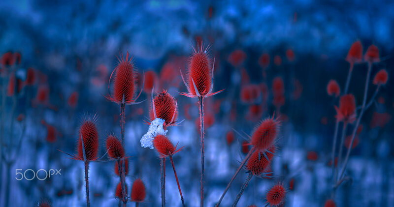 Red Thistle Flowers
