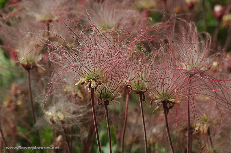 Red Thread-like Flowers