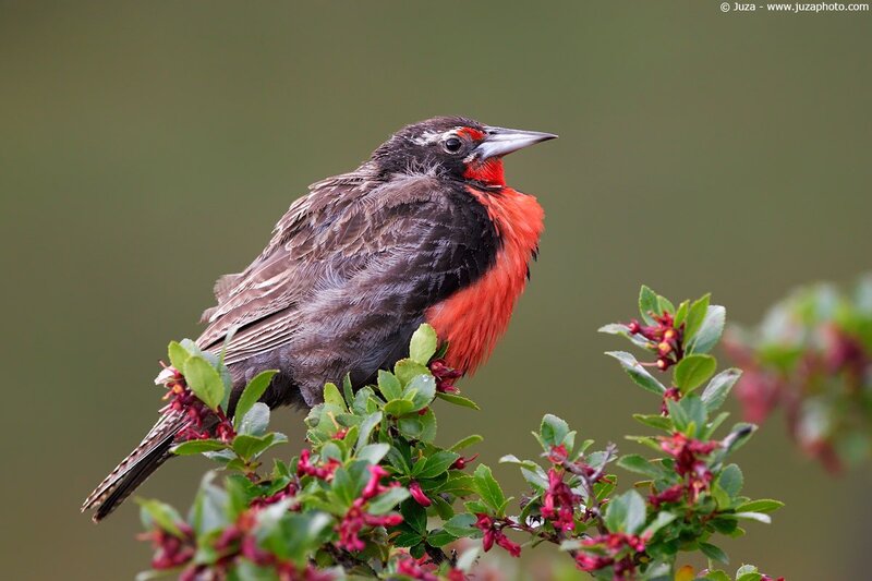 Red-throated bird on a branch