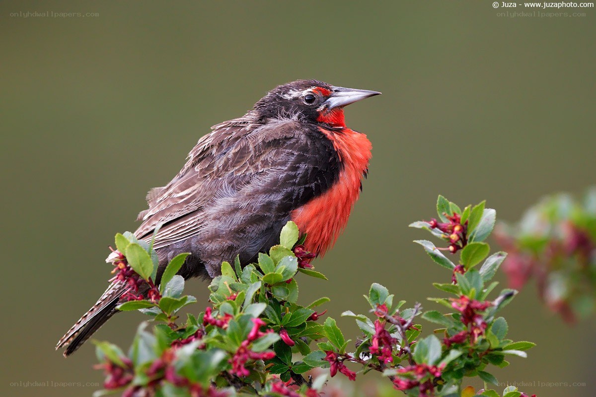 Red-throated bird on a branch