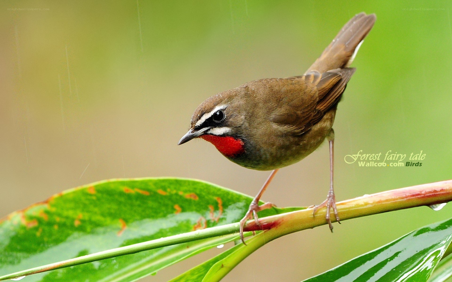 Red-throated bird on a leaf