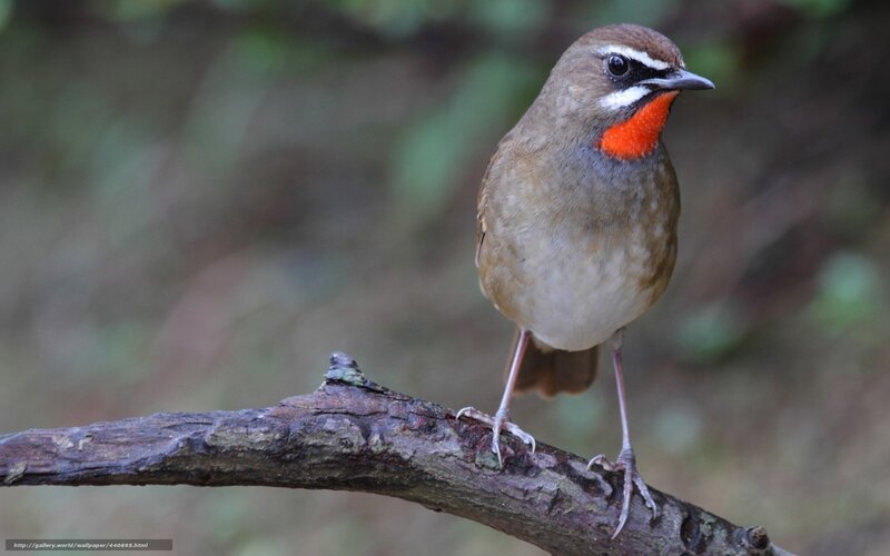 Red-throated Bird on Branch
