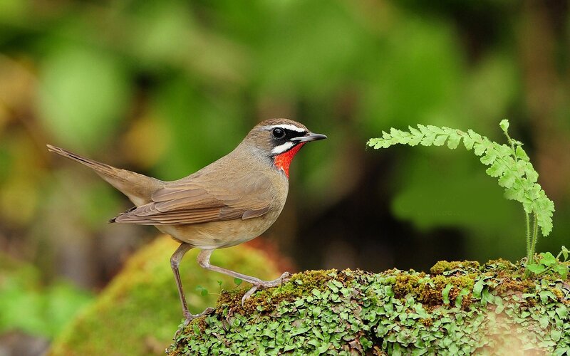 Red-throated Bird
