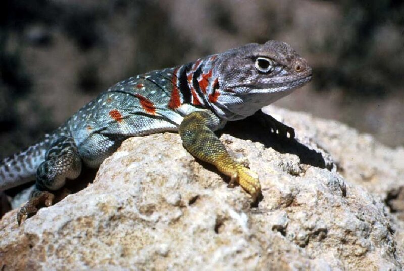 Red-throated Lizard on Rock