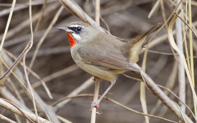 Red-throated pipit perched