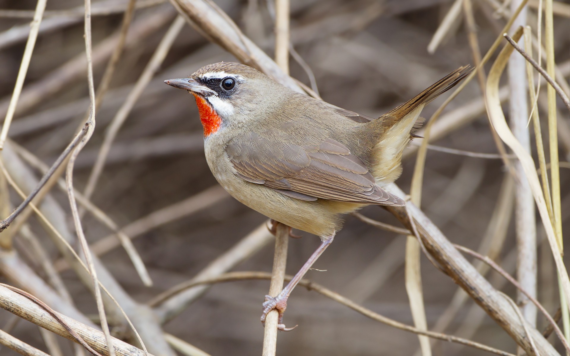 Red-throated pipit perched