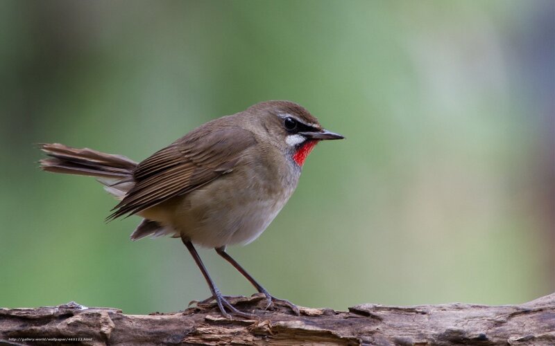 Red-throated Robin — Brown