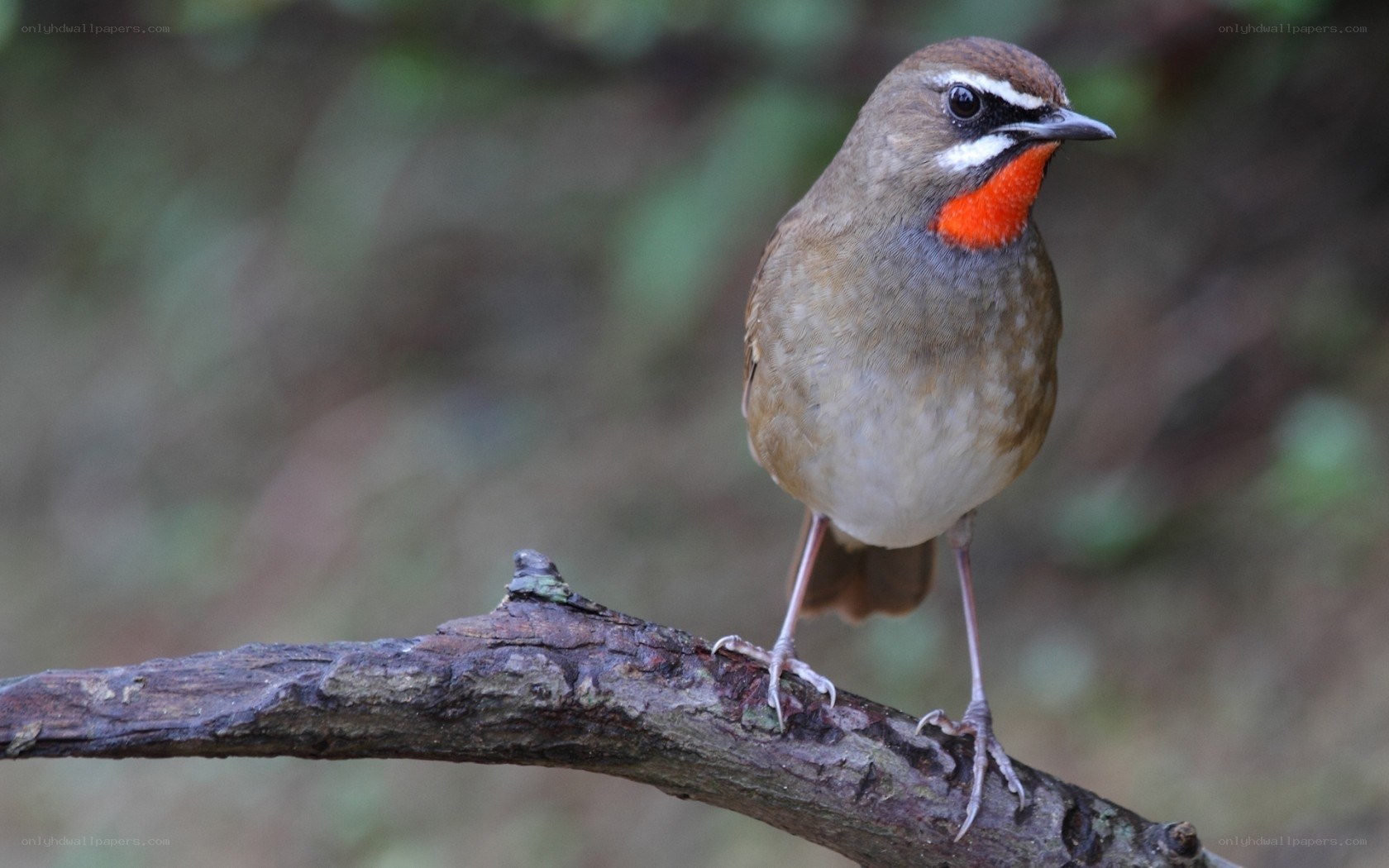 Red-throated robin on a branch