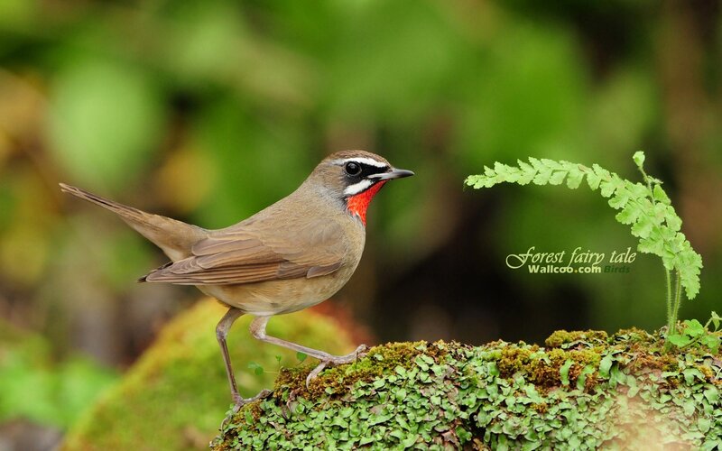 Red-throated Robin on Mossy Rock