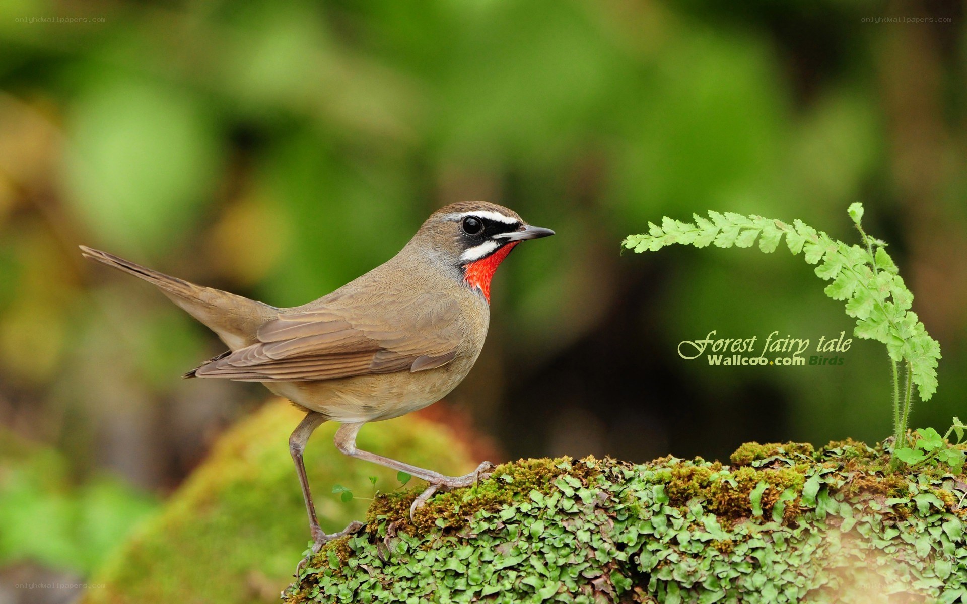 Red-throated Robin on Mossy Rock