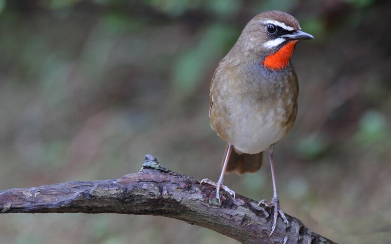 Red-throated Robin