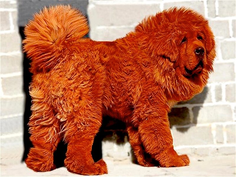 Red Tibetan Mastiff