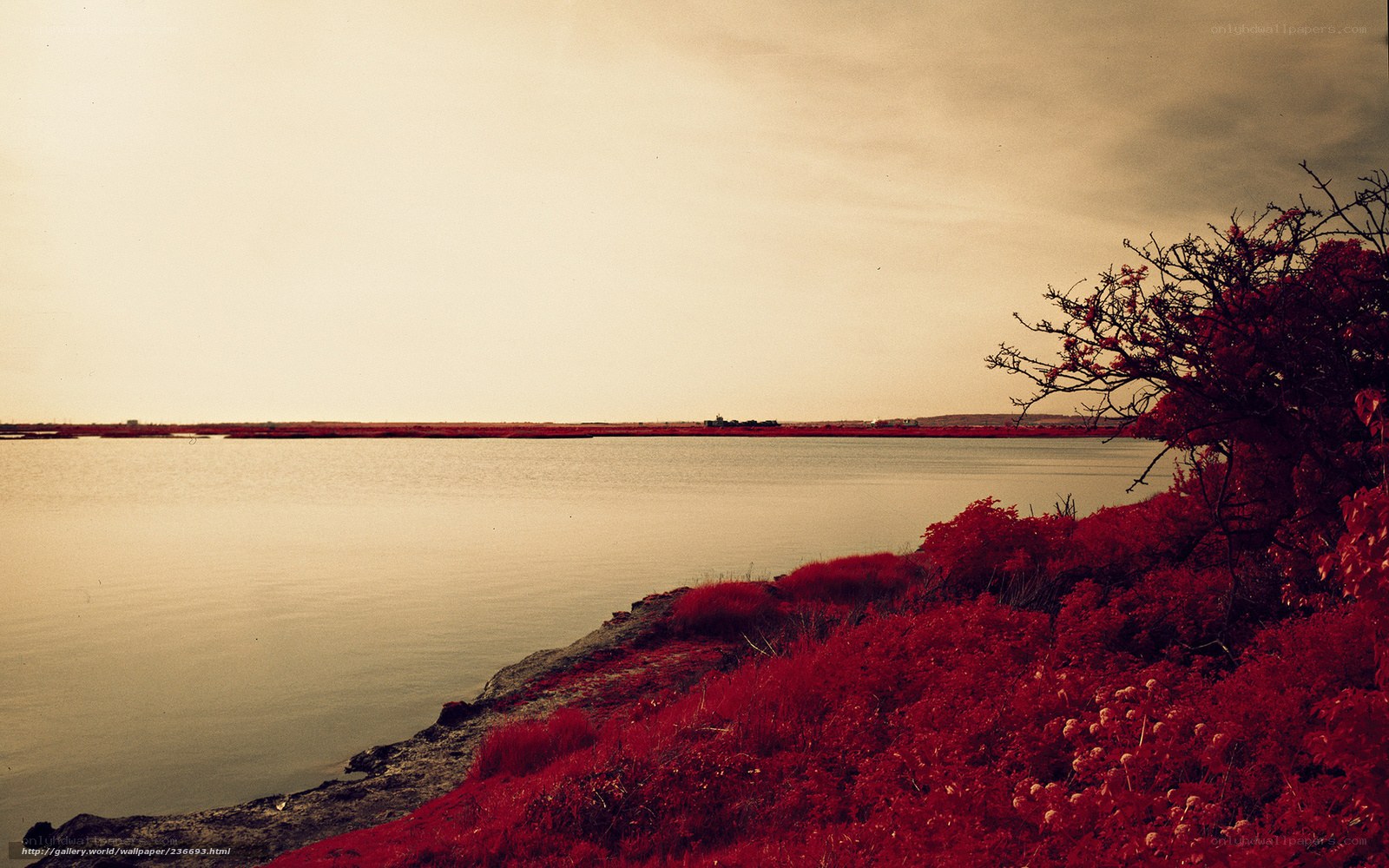 Red-tinged lakeside landscape
