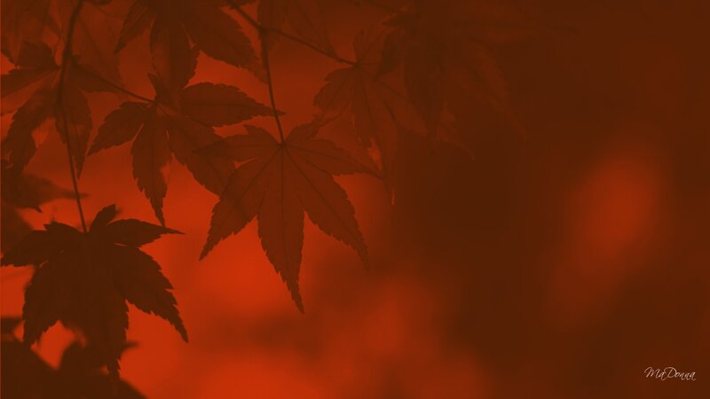 Red-tinged maple leaves