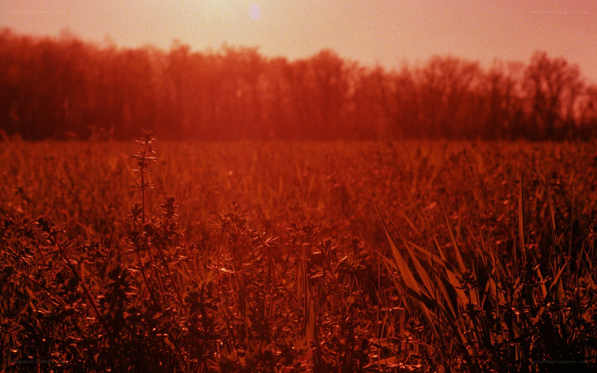 Red-tinted field at sunset