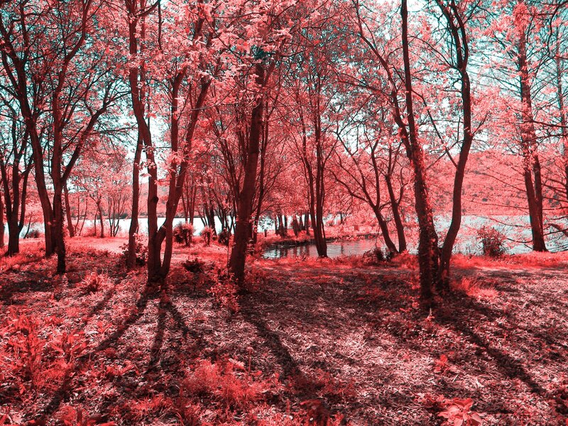 Red-tinted forest path