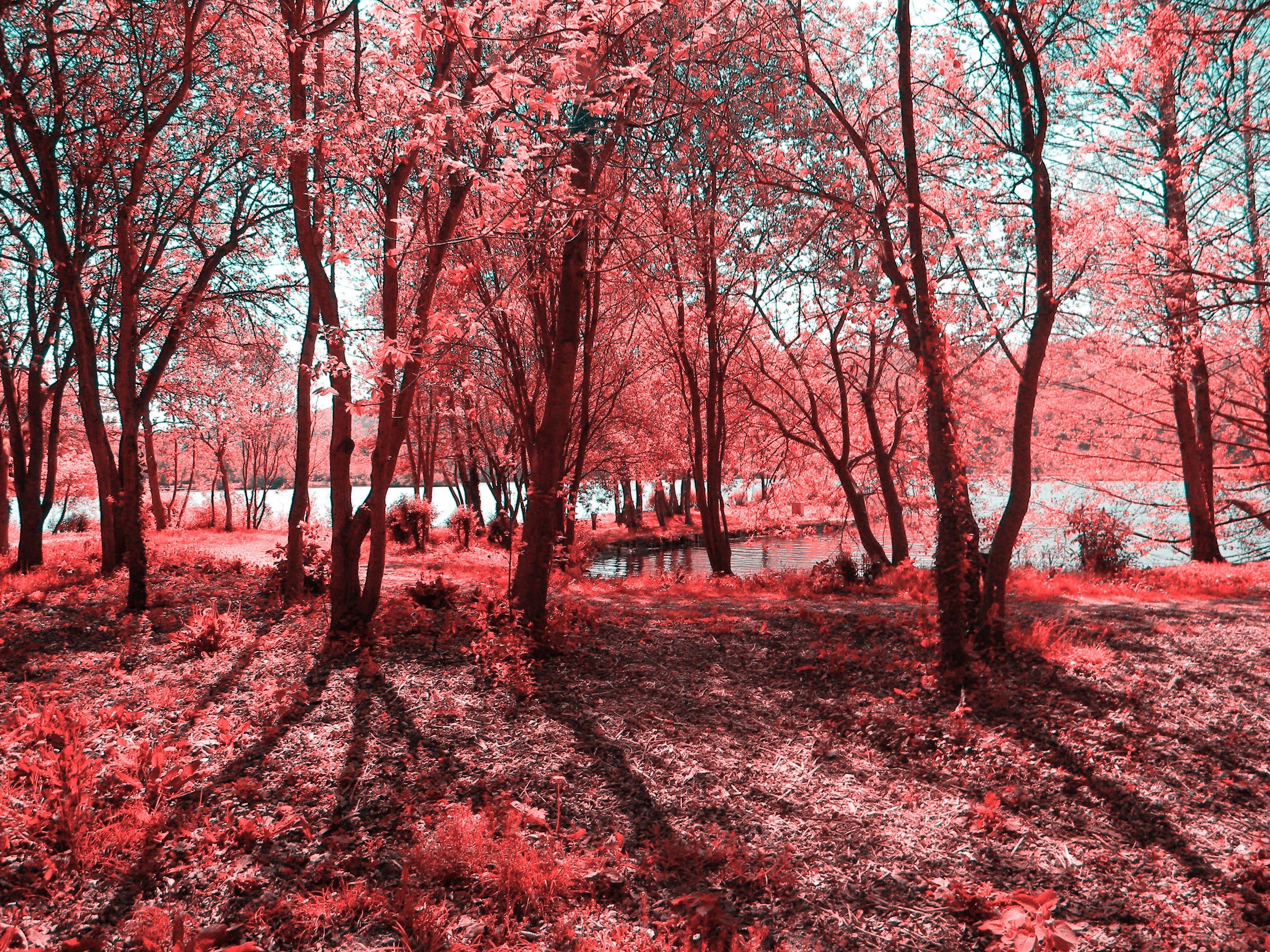 Red-tinted forest path