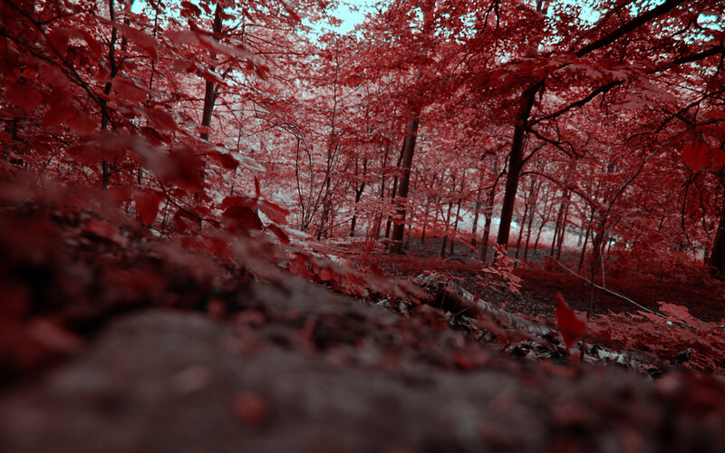 Red-tinted forest scene