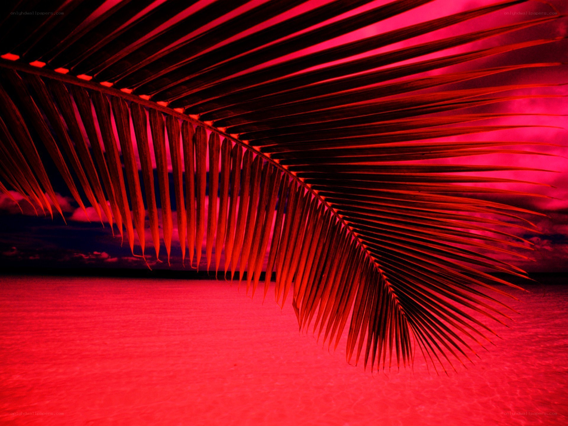 Red-tinted palm leaf at sunset