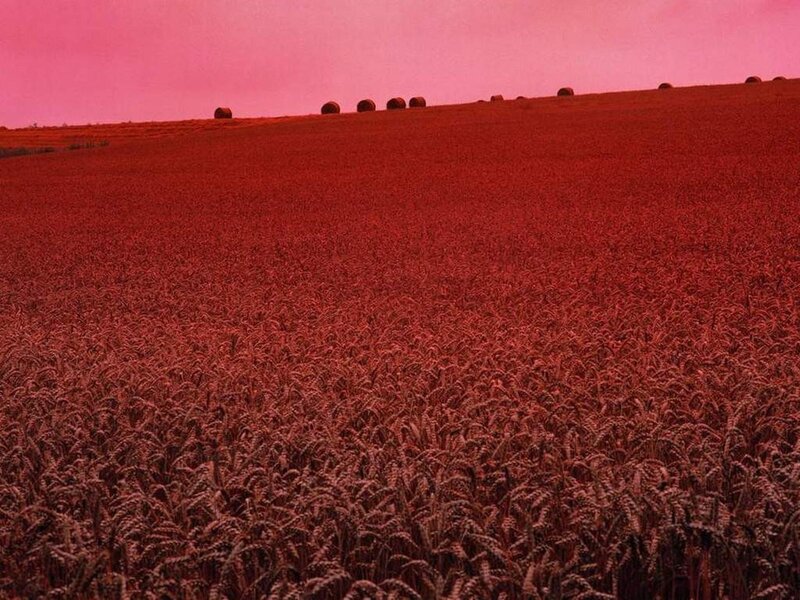Red-tinted wheat field