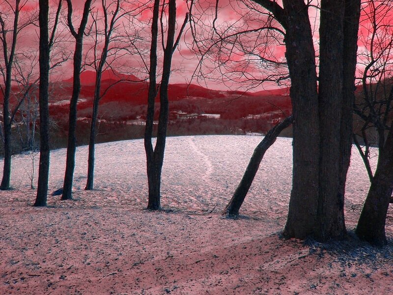 Red-tinted winter forest scene
