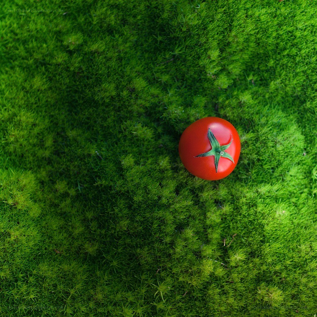 Red tomato on green moss