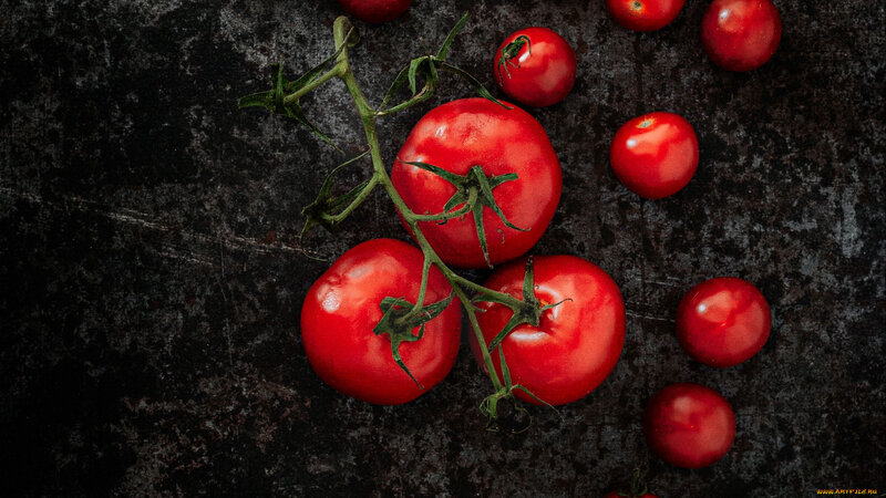 Red Tomatoes on Vine — Dramatic, Photograph