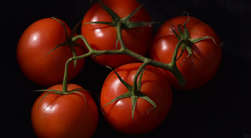 Red Tomatoes on Vine — Dramatic
