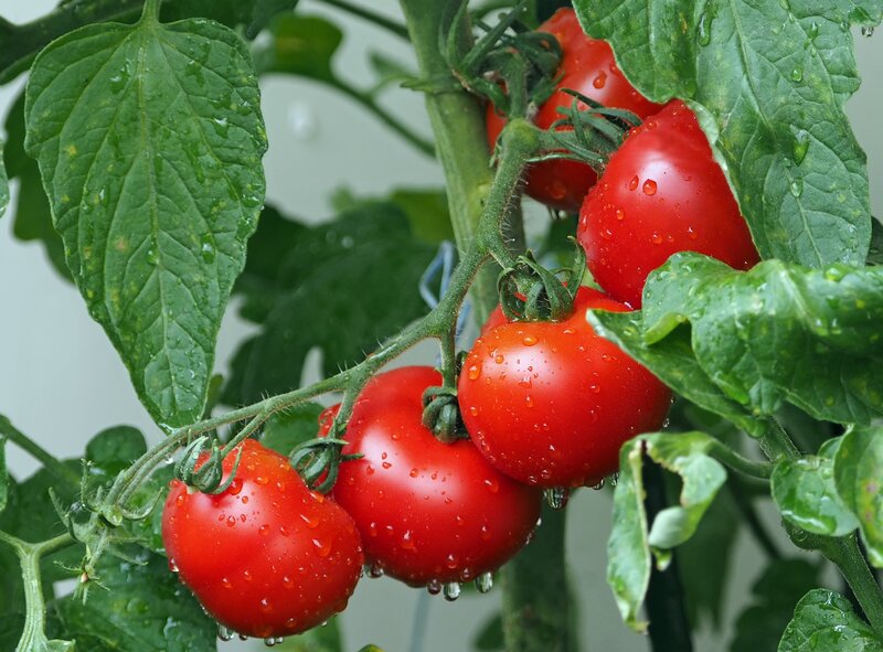 Red Tomatoes on Vine — Fresh