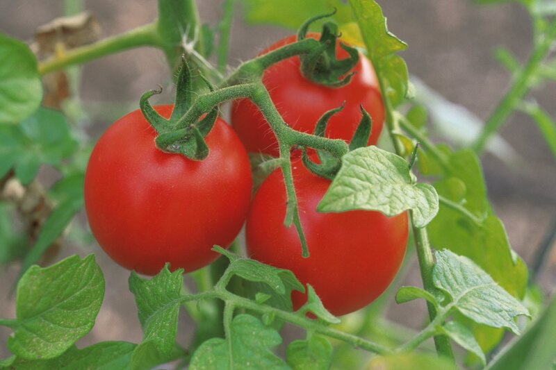 Red Tomatoes on Vine — Natural, Afternoon