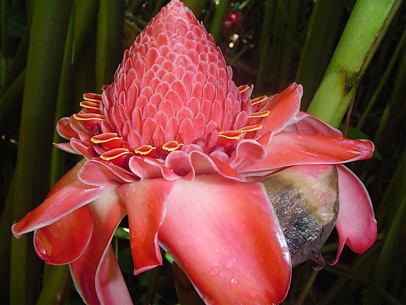 Red torch ginger flower