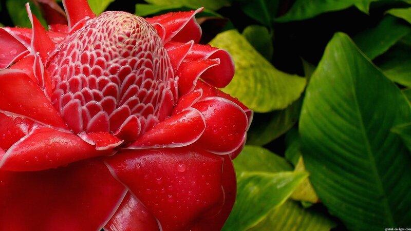 Red Torch Ginger Flower — Vibrant