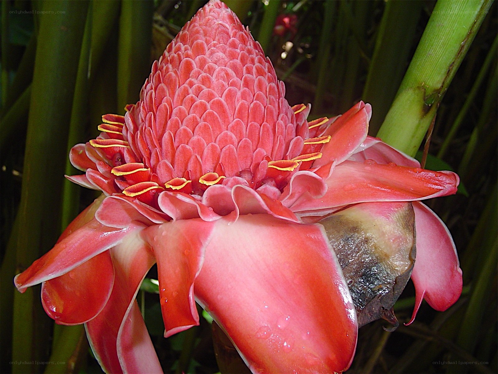 Red torch ginger flower