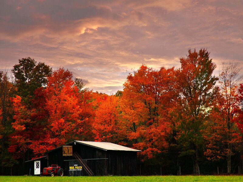 Red Tractor in Field — Orange