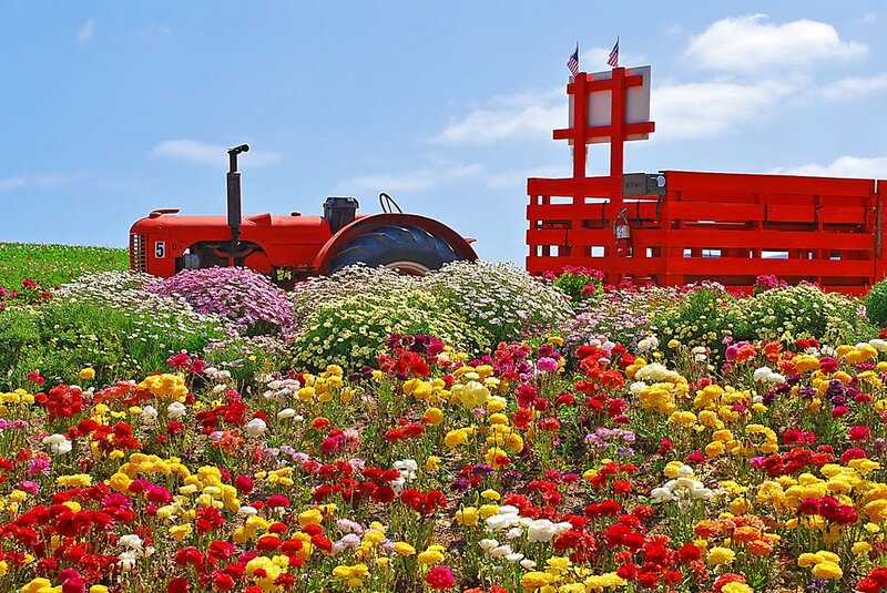 Red Tractor in Flower Field