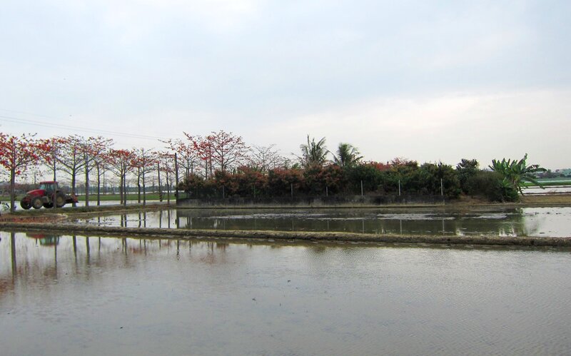 Red Tractor in Rice Field