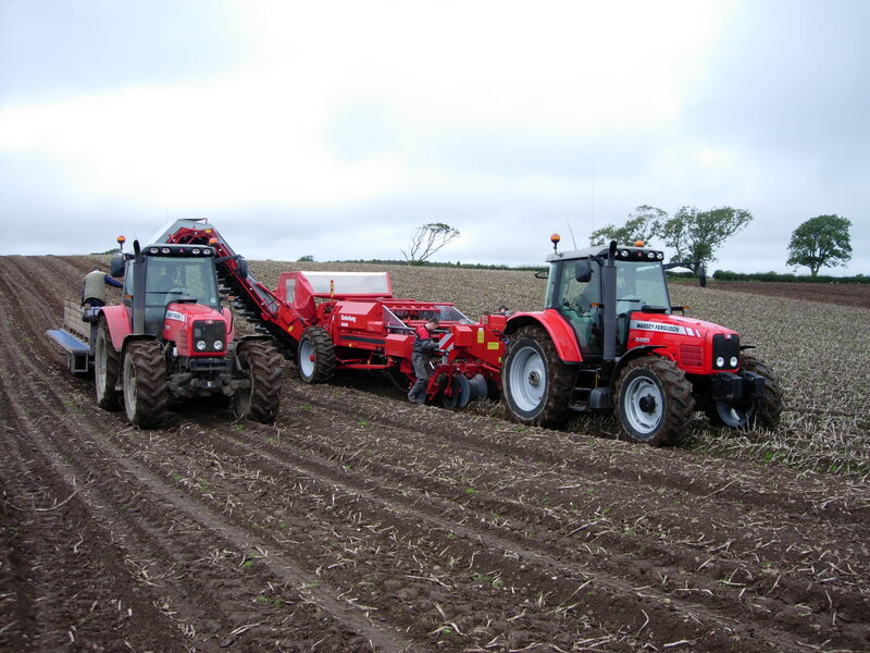 Red Tractors in Field