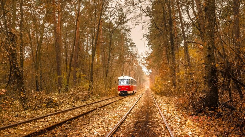 Red Tram in Forest