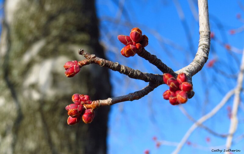 Red Tree Buds on Branch