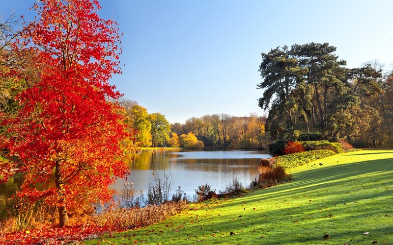 Red Tree by Lake — Serene, Autumn, Photograph, Grass