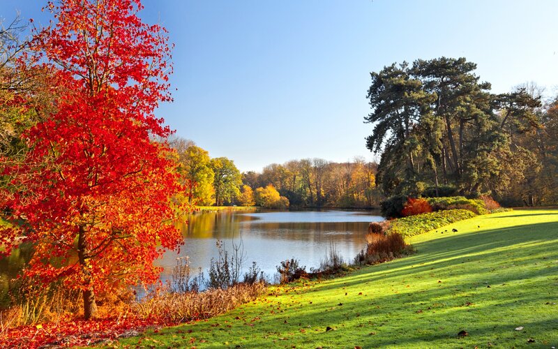 Red Tree by Lake — Serene, Autumn, Photograph, Grass, Trees