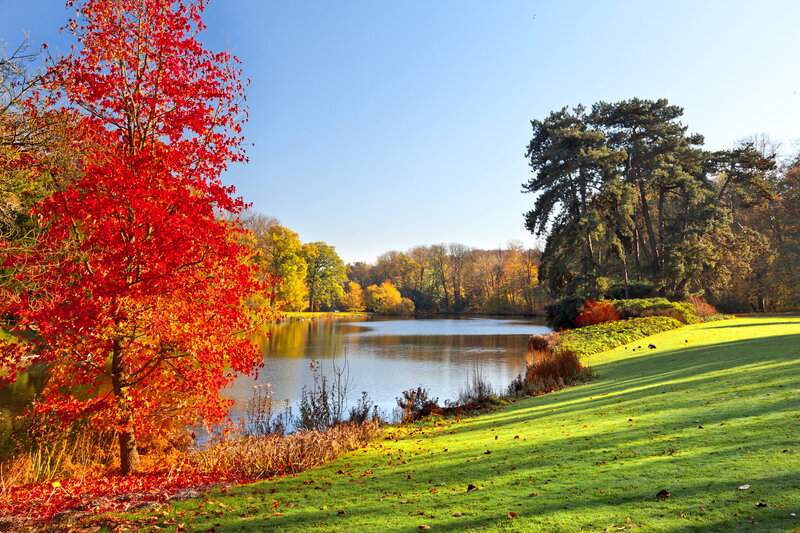 Red Tree by Lake — Serene, Autumn, Photograph