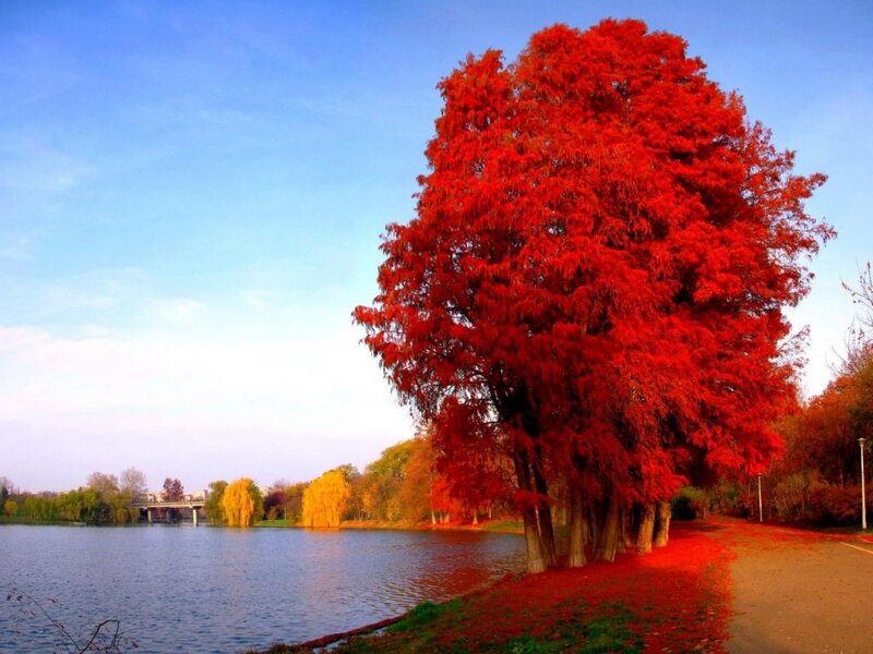 Red Tree by Lake — Serene, Autumn, Photograph, Trees