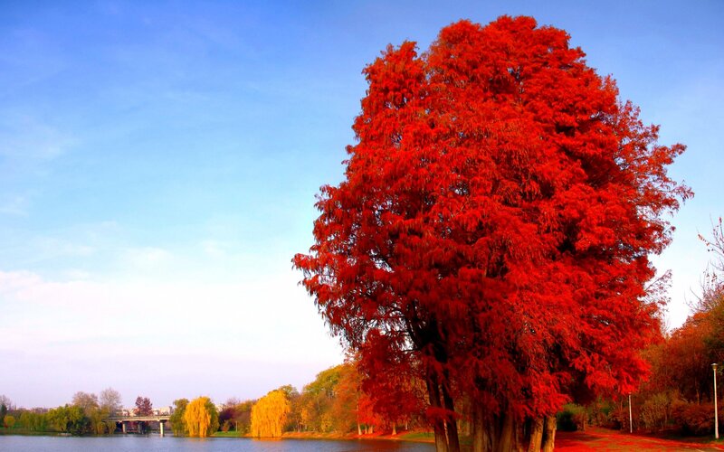 Red Tree by Lake — Serene, Autumn